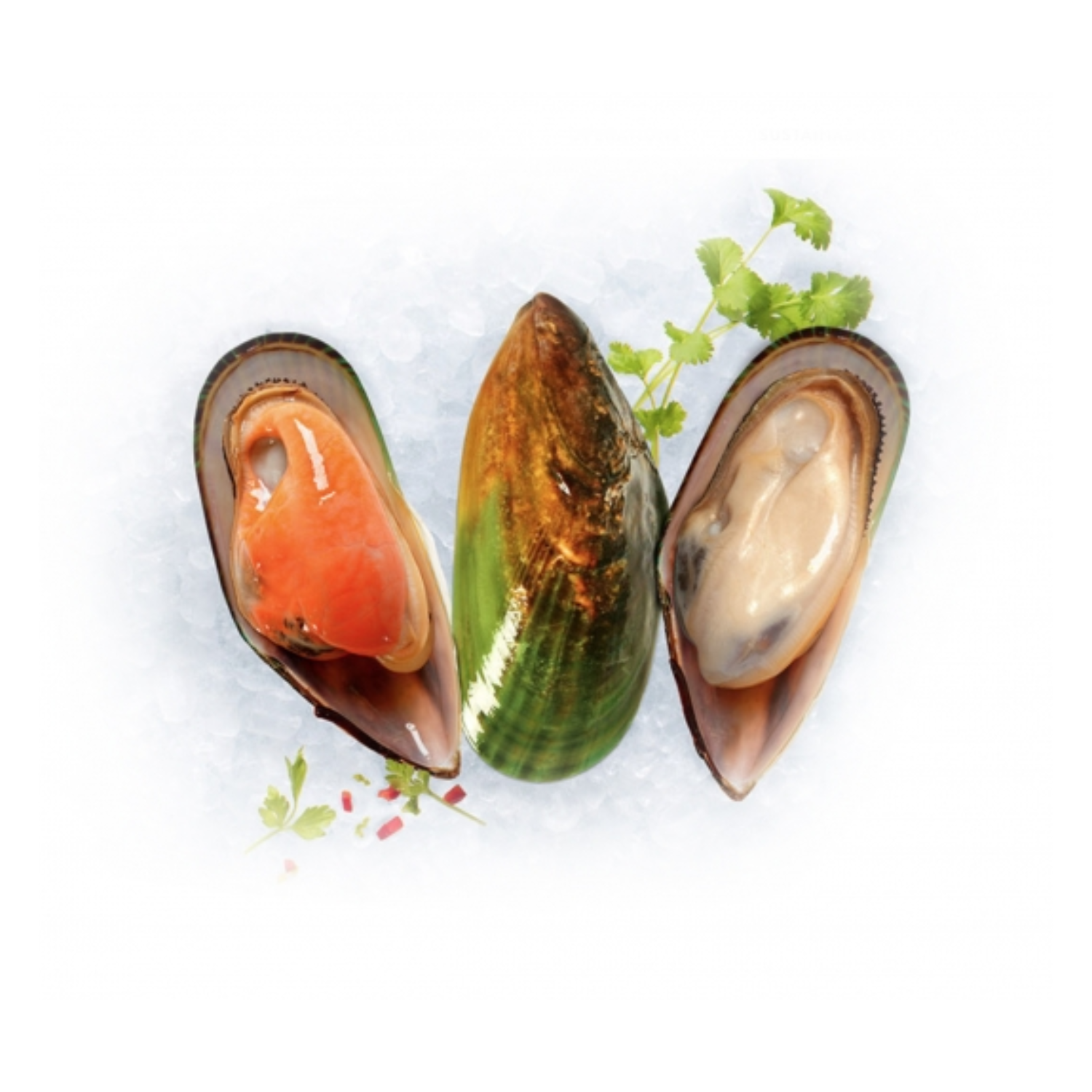 Half Shell Mussells – SK Foods Ltd